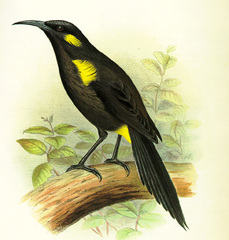 Bishop's Oo